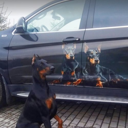 dog-aerografia-1